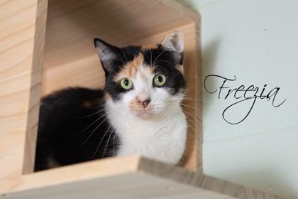 Enlarge Freezia **SPONSORED**, a Adoptable Domestic Short Hair in Scottsdale, AZ image 1/2