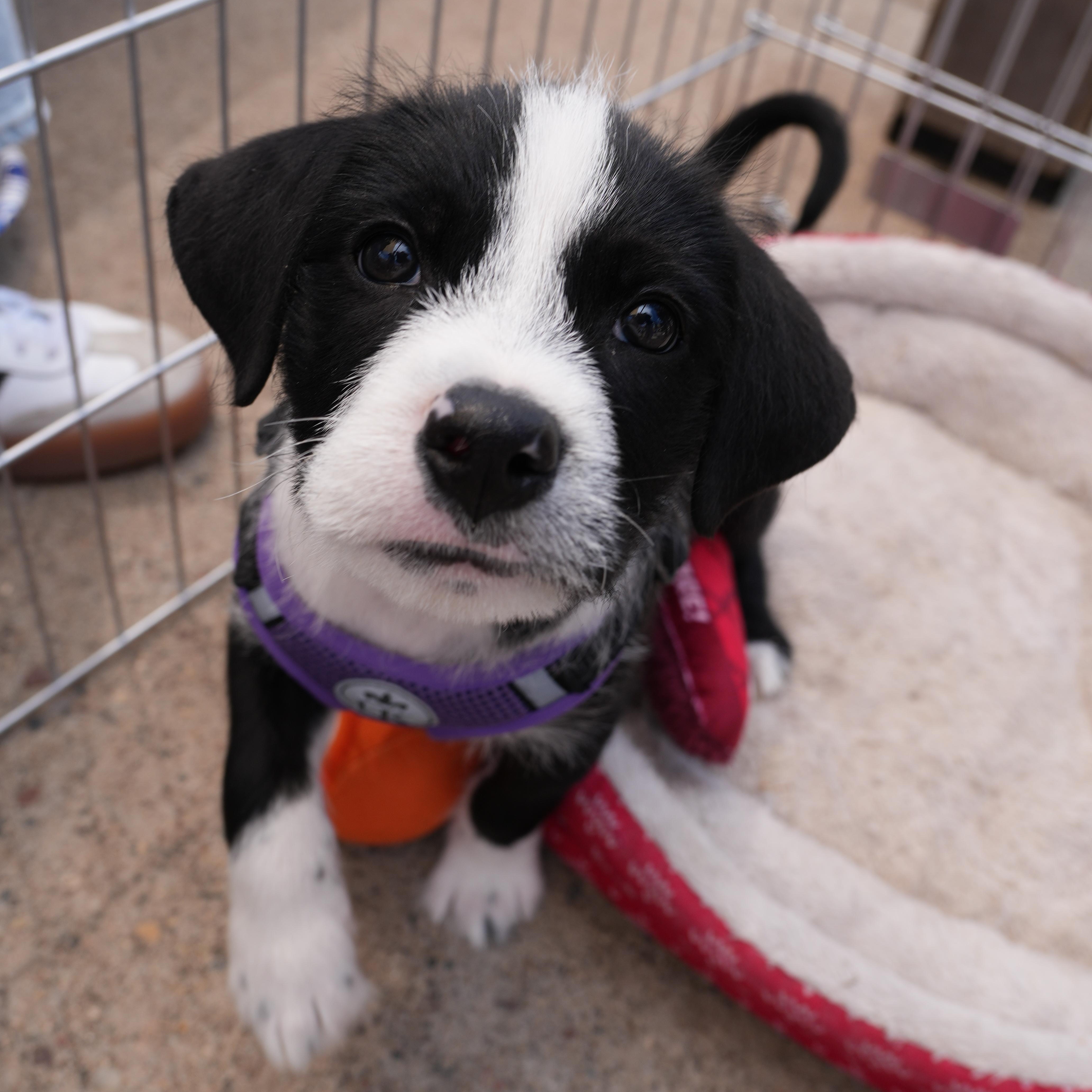 Enlarge Dash, an adoptable mixed breed in Minneapolis, MN image 6/6