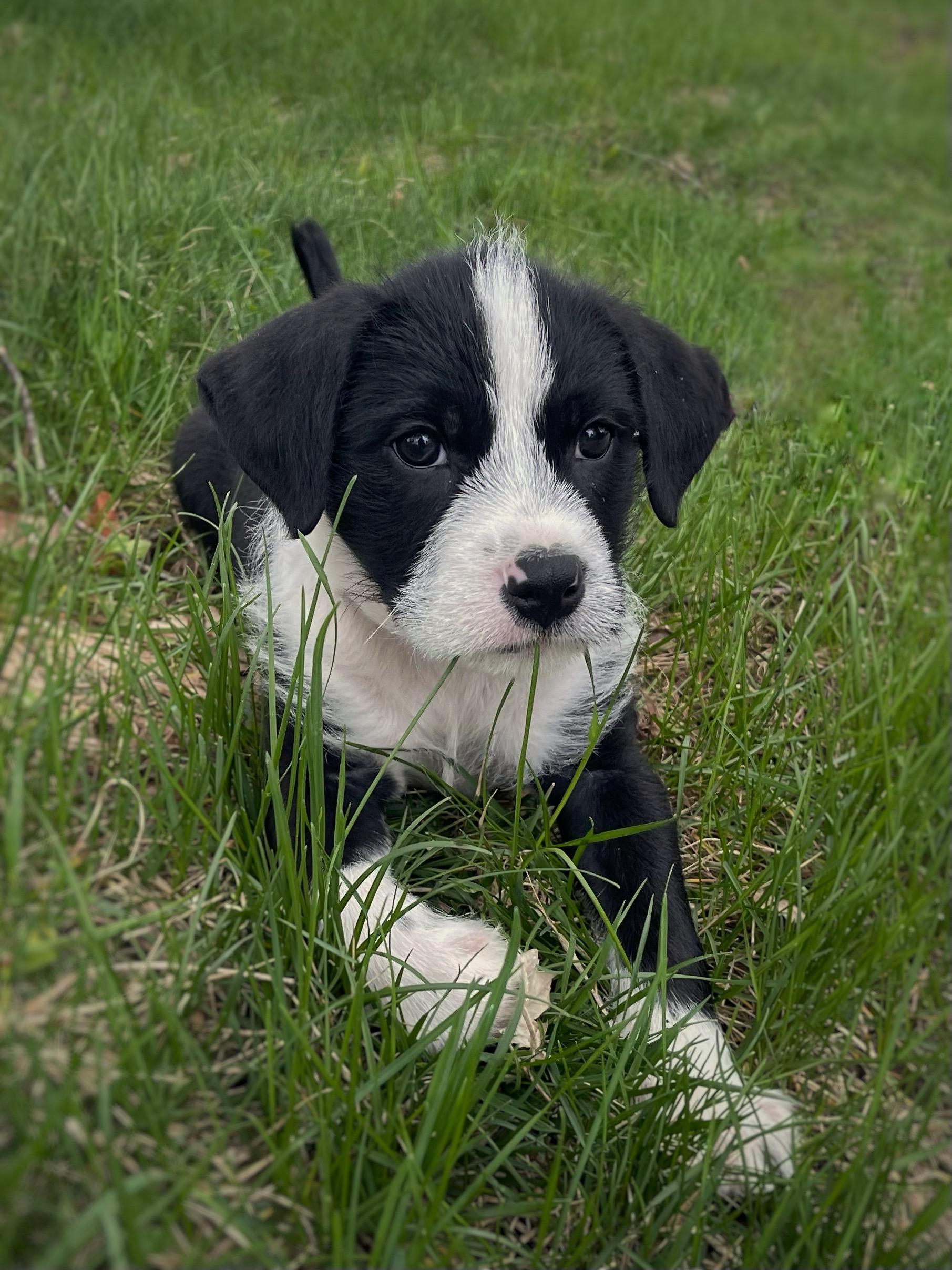 Dash, ADOPTABLE, Puppy Male Retriever & Terrier.
