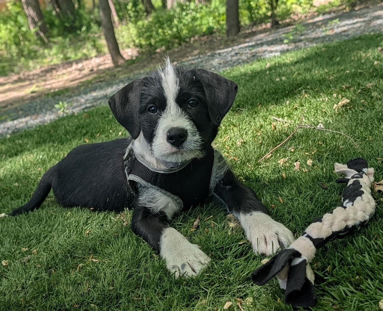 Enlarge Dash, an adoptable mixed breed in Minneapolis, MN image 3/6