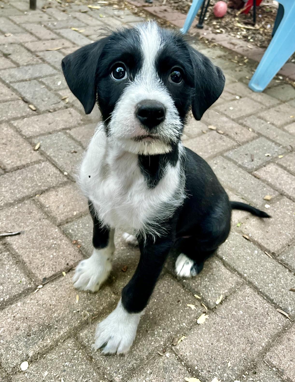 Dash, adoptable, Puppy Male Retriever & Terrier.