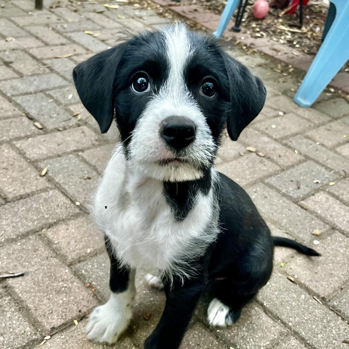 Enlarge Dash, an adopted mixed breed in Minneapolis, MN image 1/6