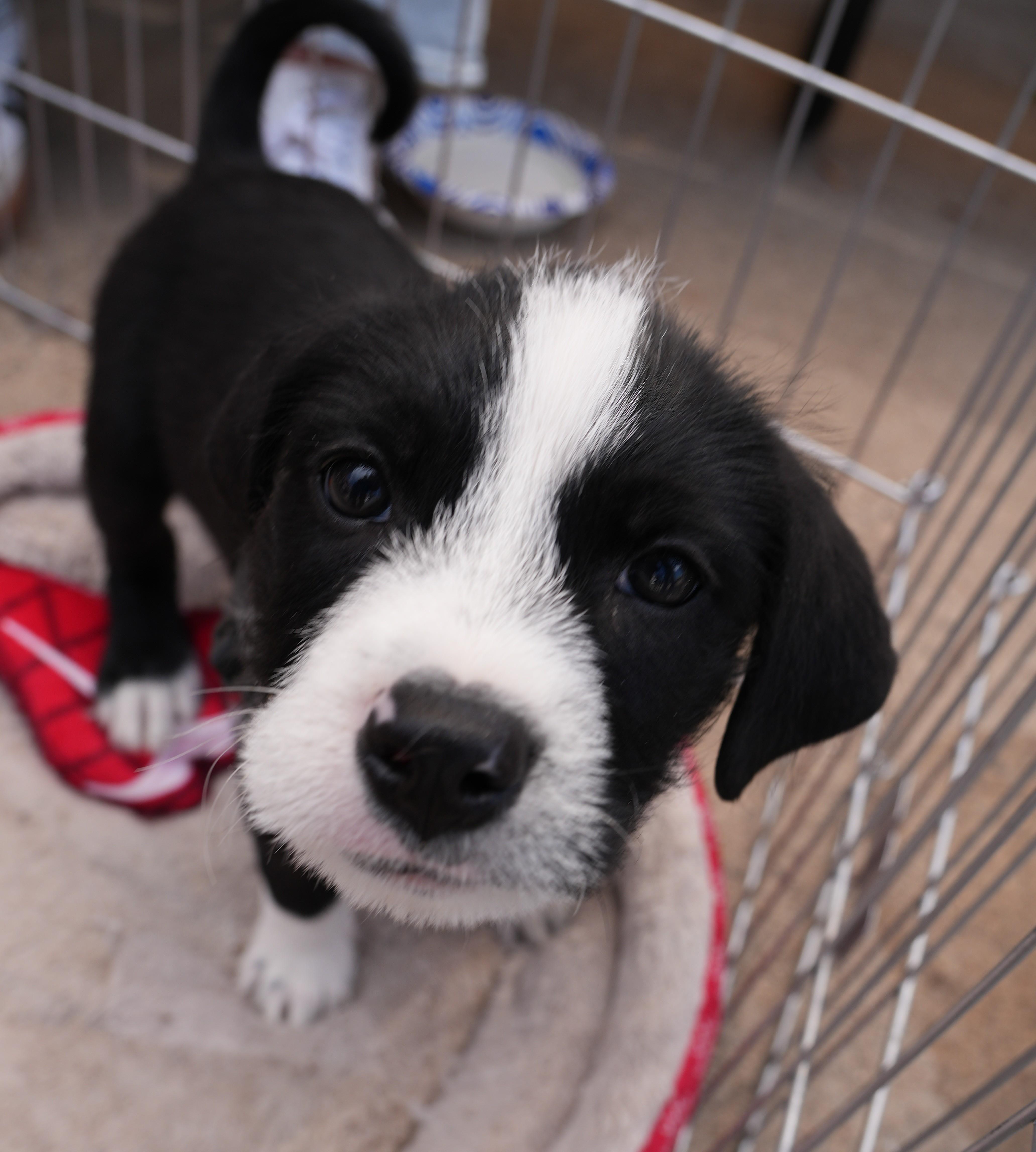 Dash, ADOPTABLE, Puppy Male Retriever & Terrier.