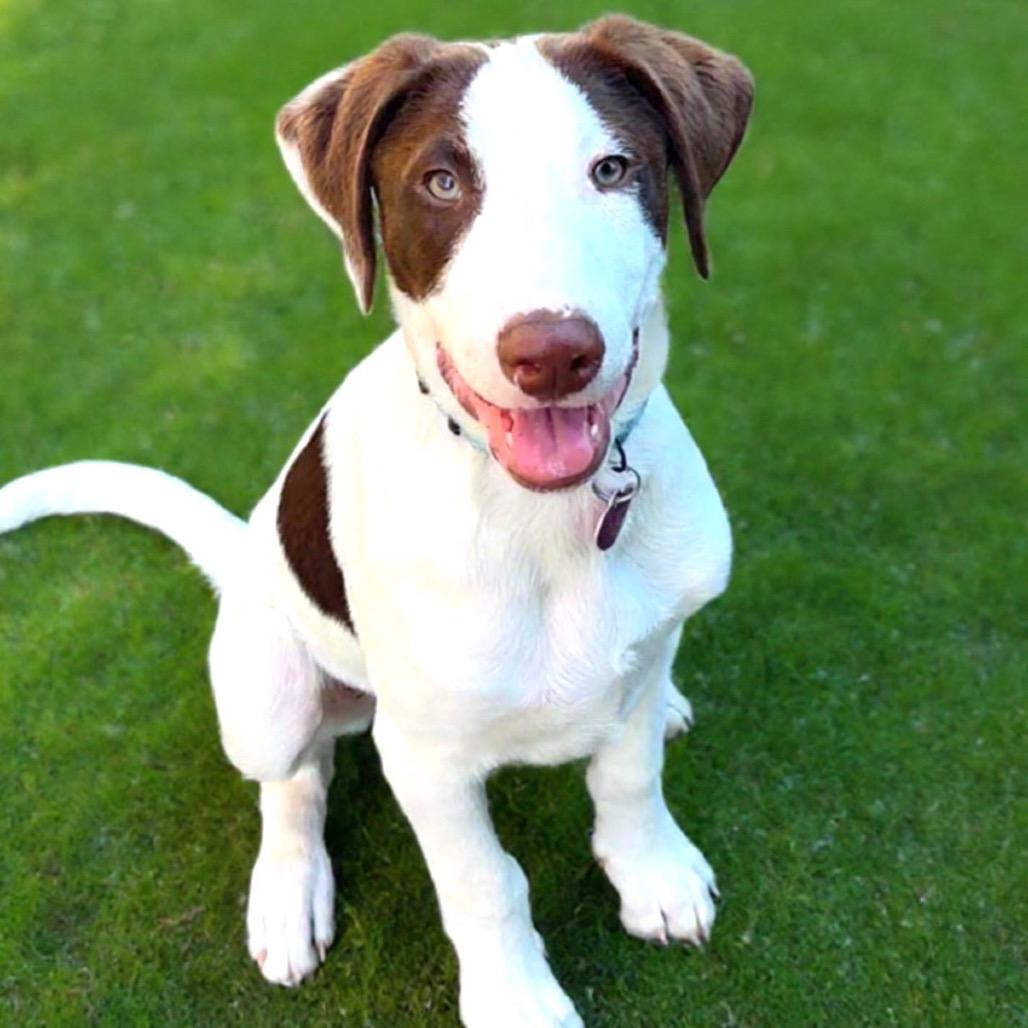 Doberman Pinschers for Adoption in Santa Venetia, California
