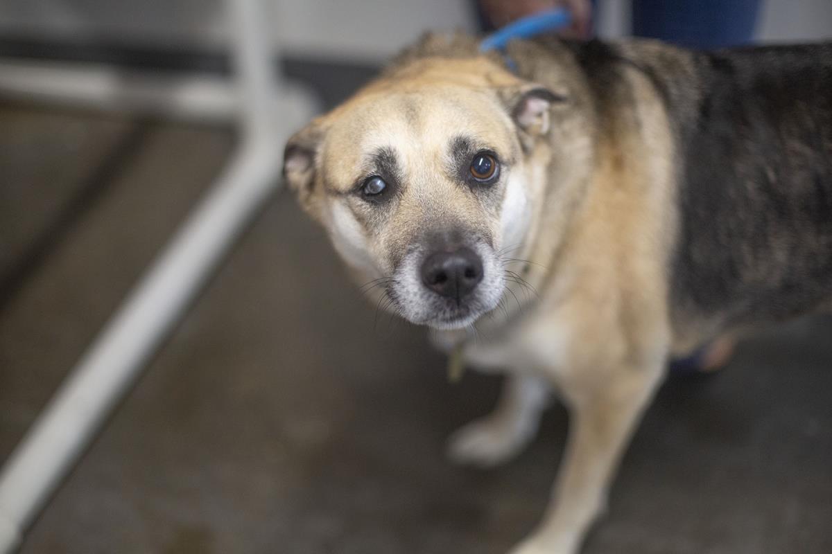 Margie, Adoptable, Adult Female Shepherd.