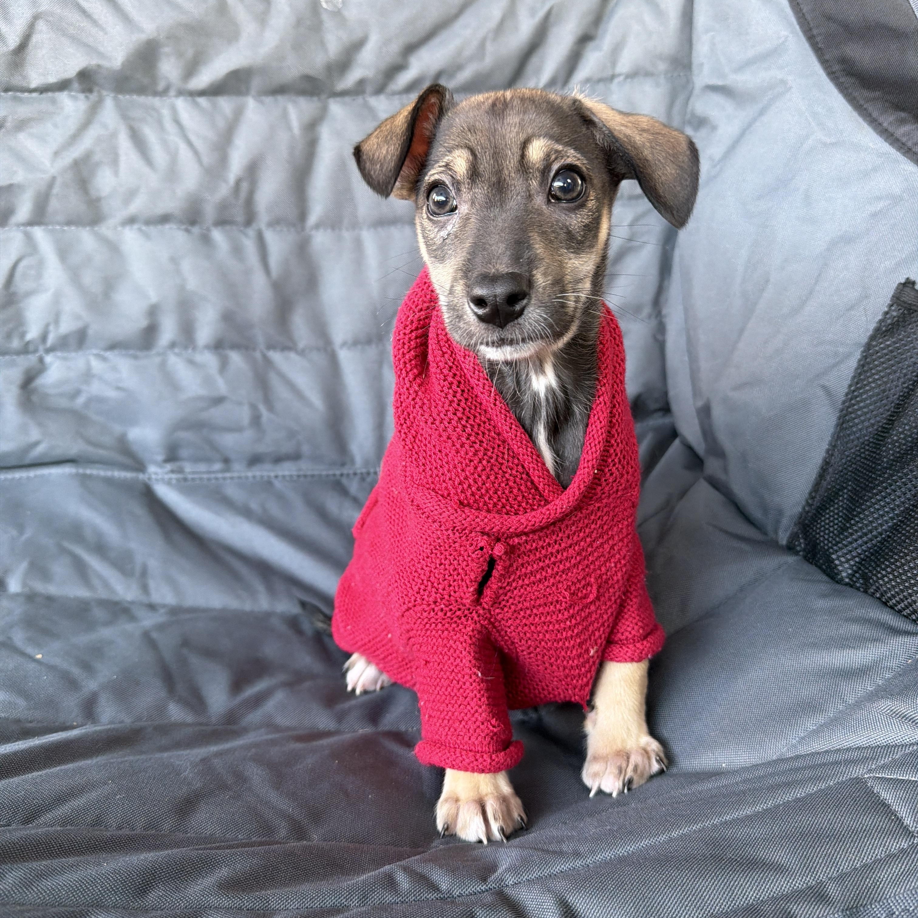 Enlarge Leonidas, a Adoptable mixed breed in Poway, CA image 1/1