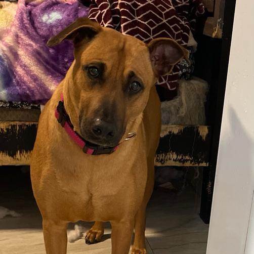 Ana, a Adoptable mixed breed in Middletown, NY image 1/6