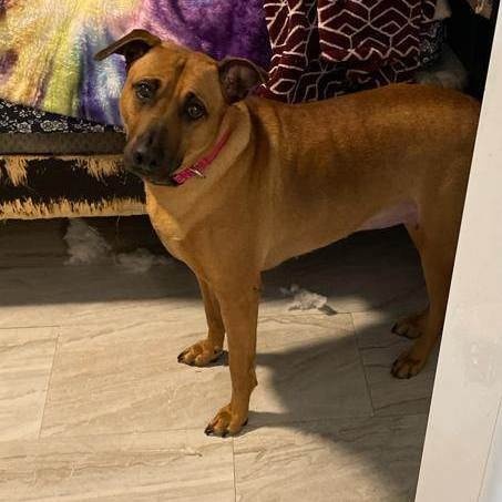 Ana, a Adoptable mixed breed in Middletown, NY image 3/6