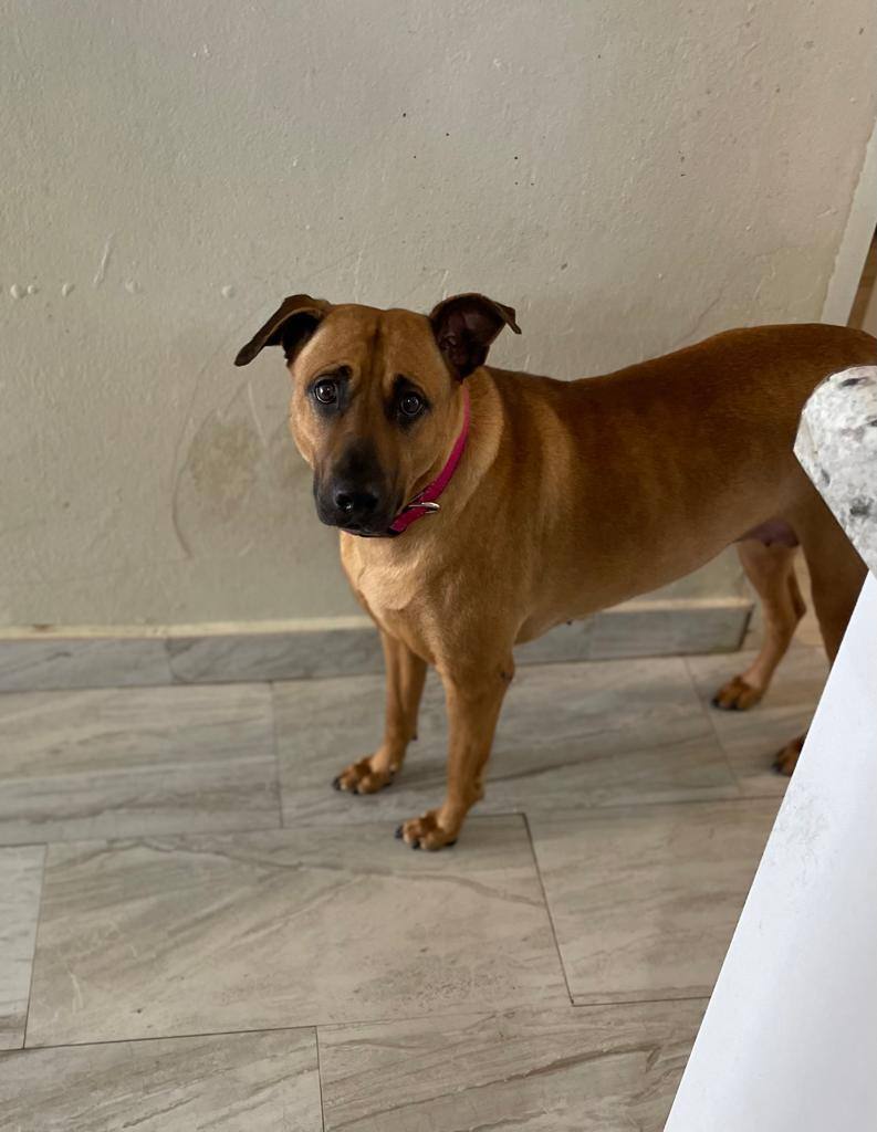 Ana, a Adoptable mixed breed in Middletown, NY image 4/6