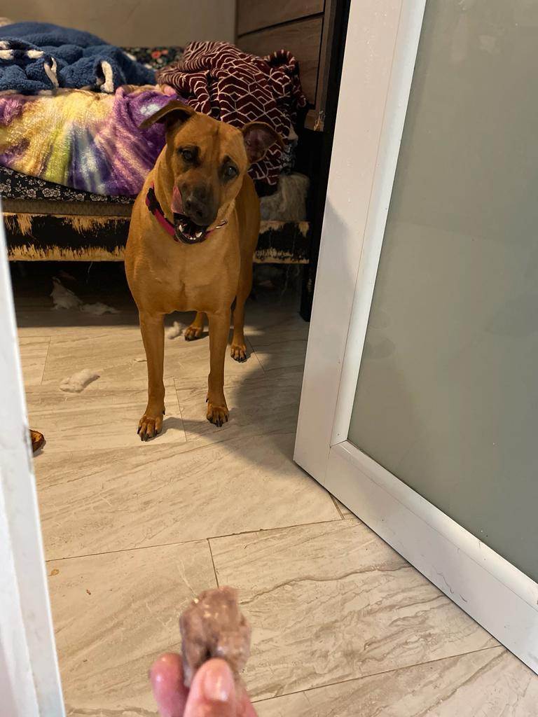 Ana, a Adoptable mixed breed in Middletown, NY image 5/6