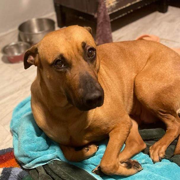 Ana, a Adoptable mixed breed in Middletown, NY image 6/6