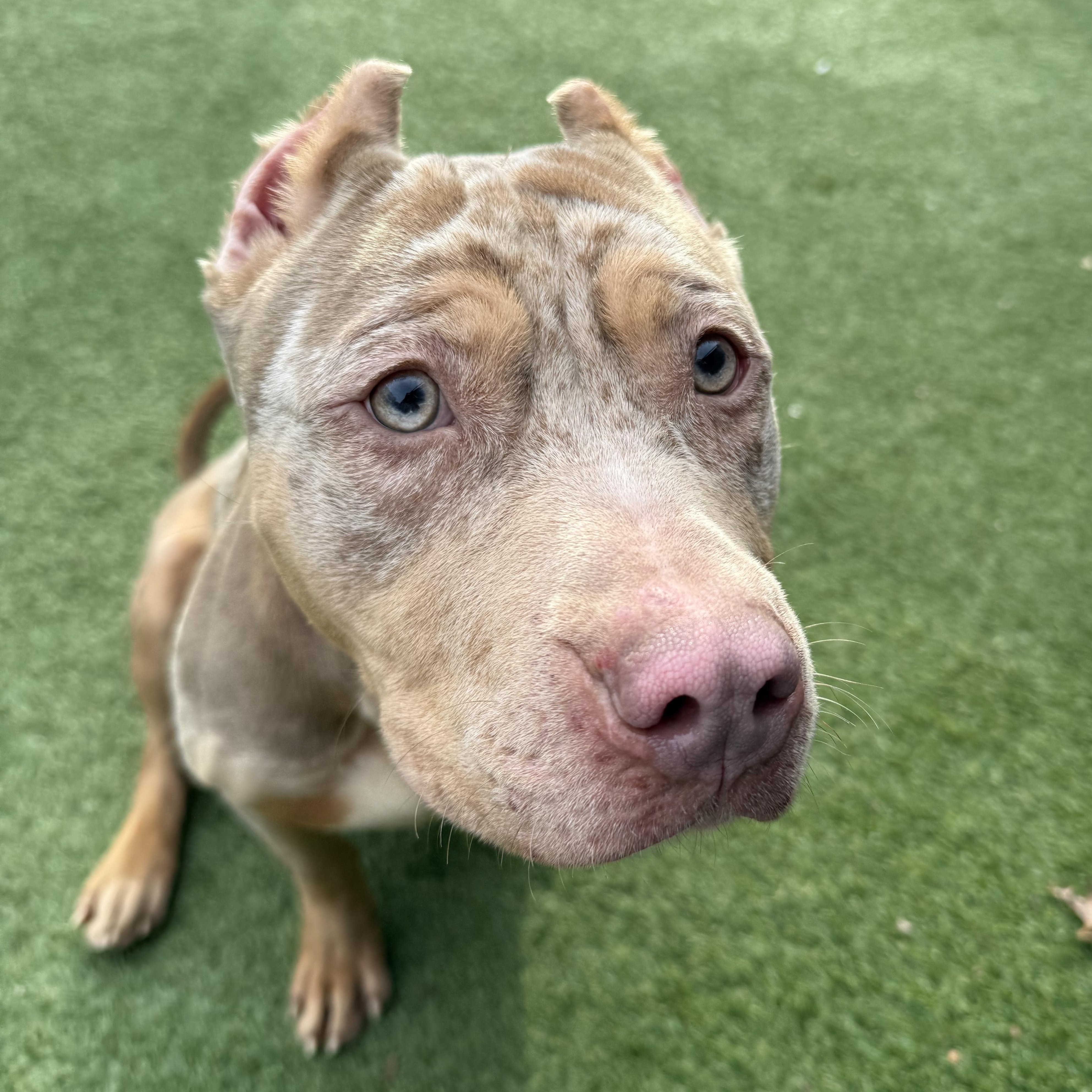 Enlarge Cez, a Adoptable mixed breed in Groton, CT image 1/6