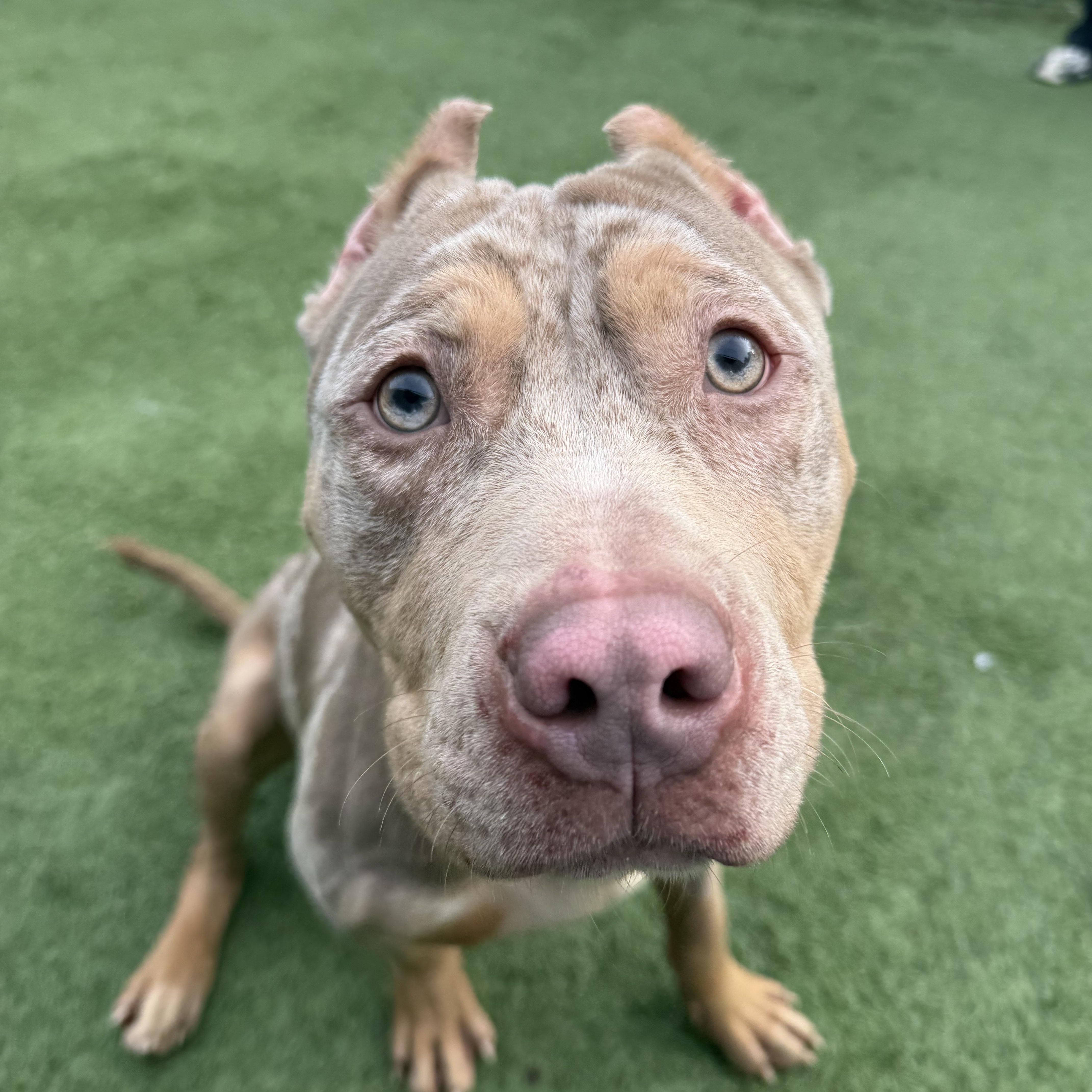 Enlarge Cez, a Adoptable mixed breed in Groton, CT image 2/6