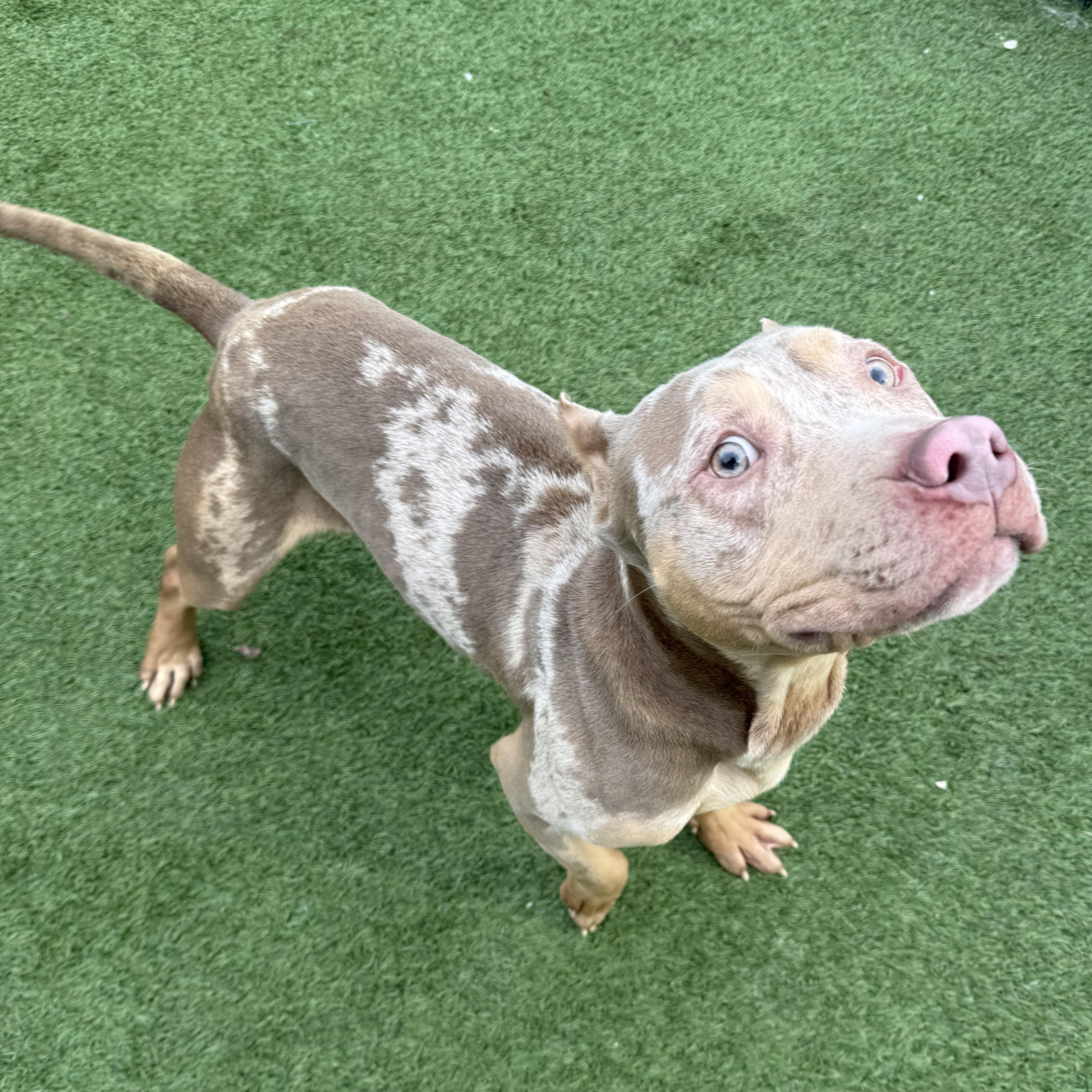 Enlarge Cez, a Adoptable mixed breed in Groton, CT image 3/6