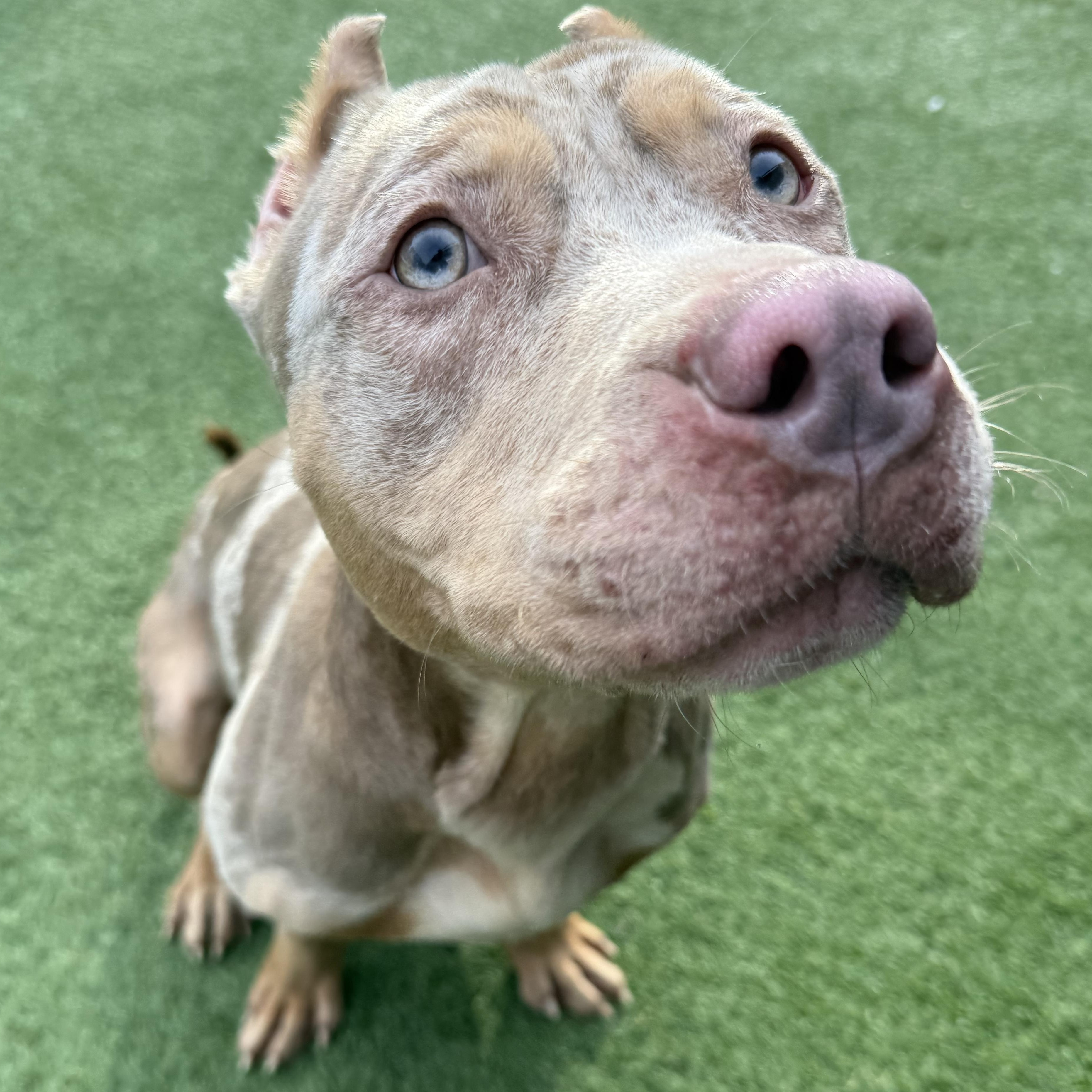 Enlarge Cez, a Adoptable mixed breed in Groton, CT image 4/6