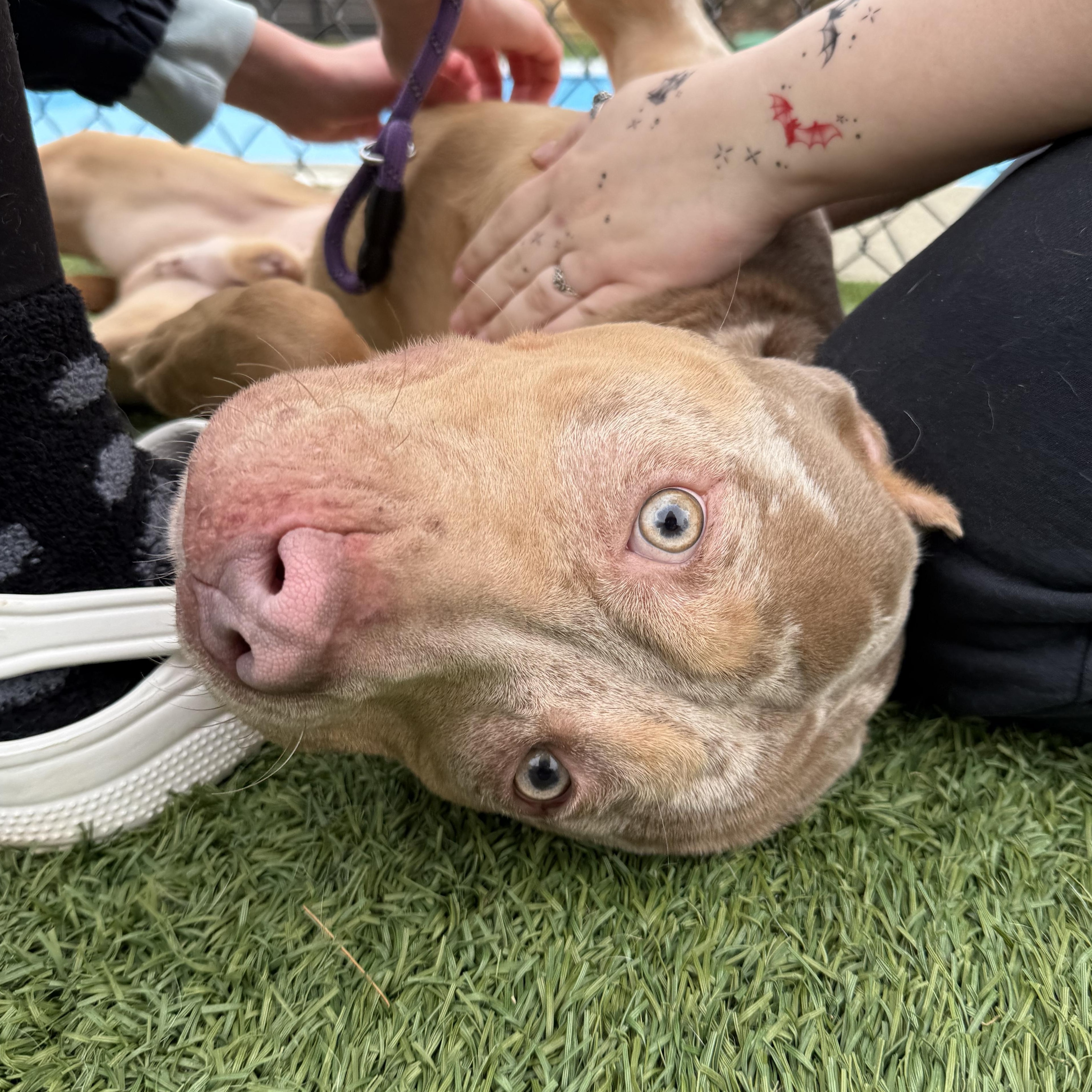 Enlarge Cez, a Adoptable mixed breed in Groton, CT image 5/6