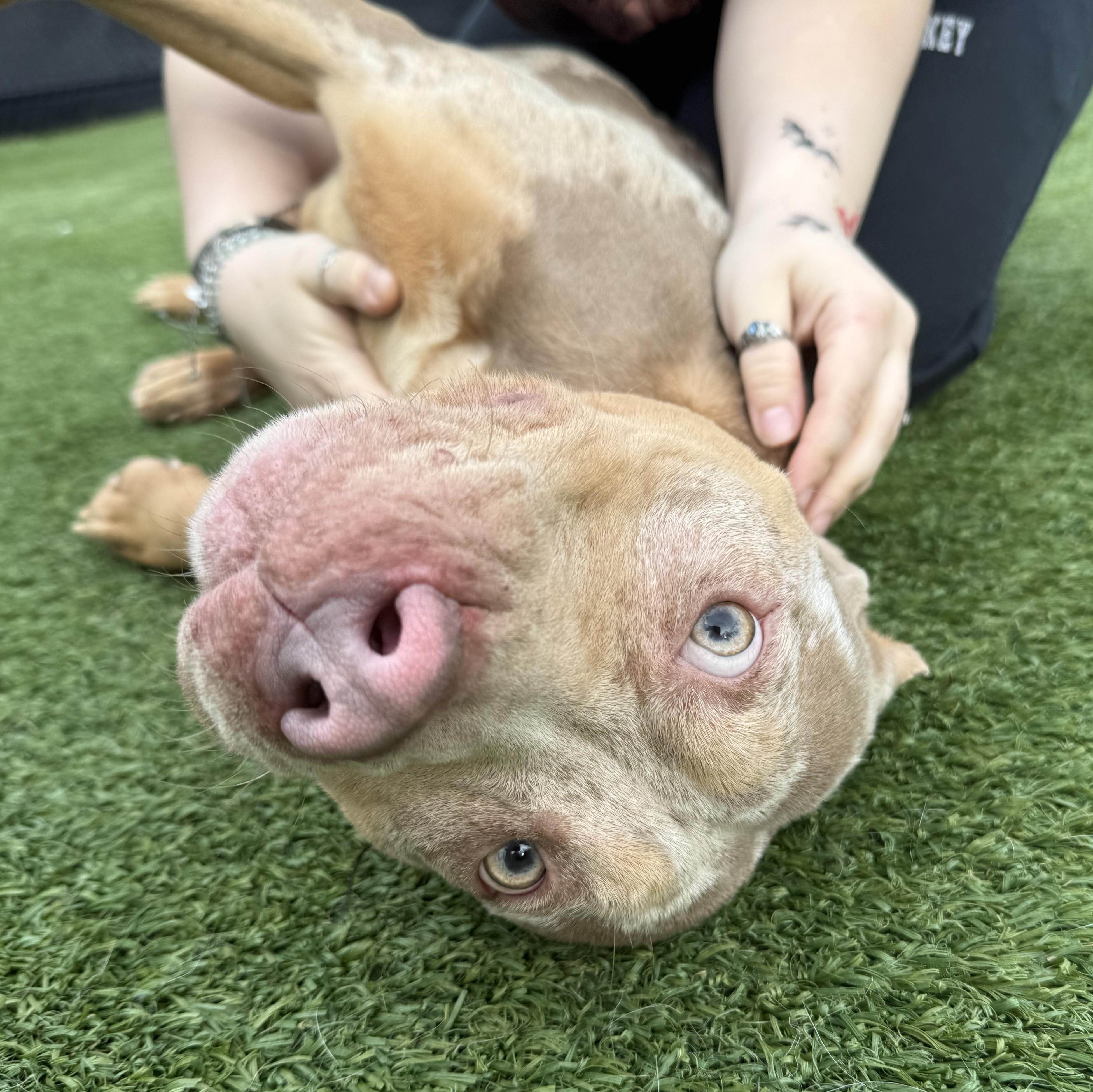 Enlarge Cez, a Adoptable mixed breed in Groton, CT image 6/6