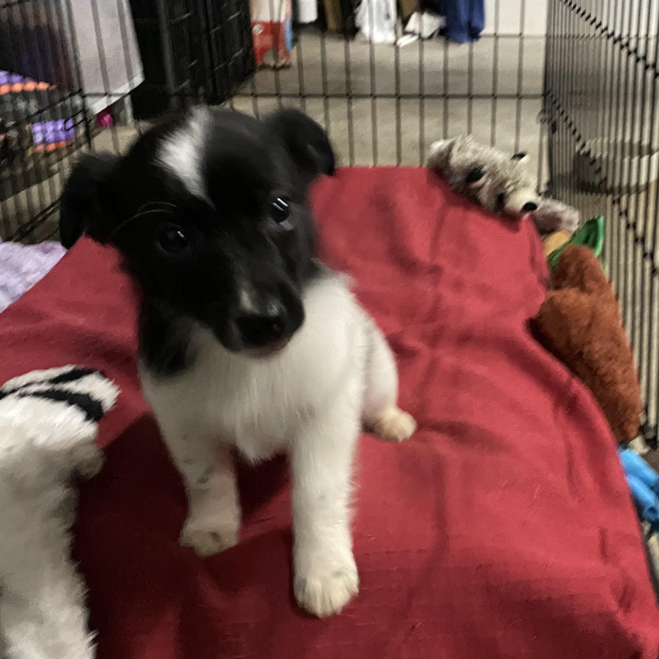 Enlarge Bacon - Breakfast Litter, an adopted mixed breed in Columbus, OH image 2/3