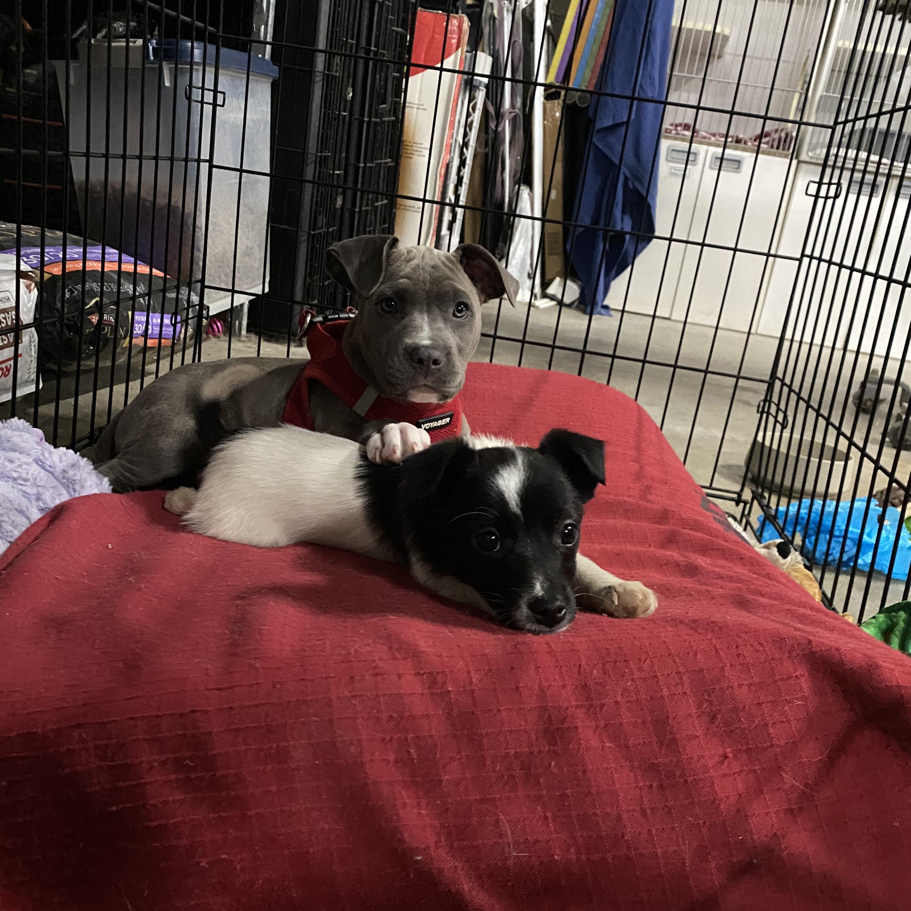 Bacon - Breakfast Litter, adopted, Puppy Male Jack Russell Terrier.