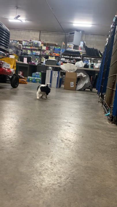 Enlarge Bacon - Breakfast Litter, an adopted mixed breed in Columbus, OH video 3/3