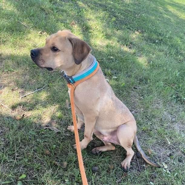 Enlarge Rex, a Adoptable mixed breed in Vinita, OK image 4/5