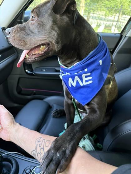 Nate, Adoptable, Adult Male Shar-Pei & Mixed Breed.