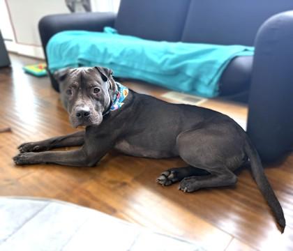 Enlarge Nate, a Adoptable mixed breed in Washington, DC image 2/3