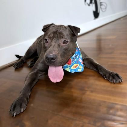 Enlarge Nate, a Adoptable mixed breed in Washington, DC image 3/3