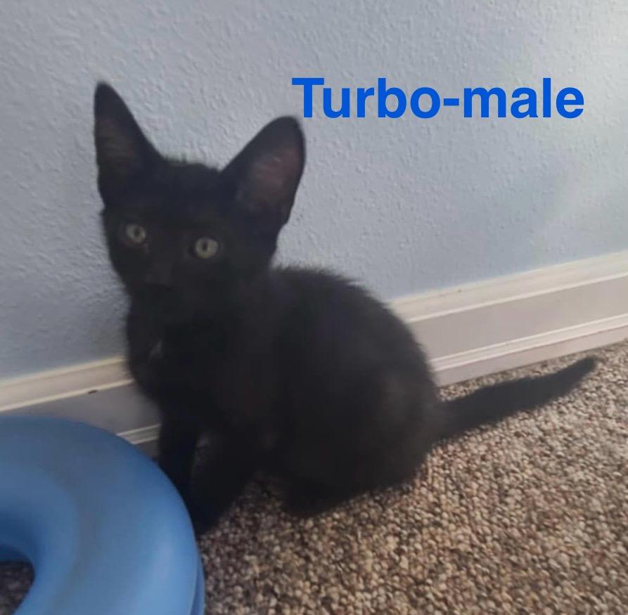 Turbo, Baby Male unknown