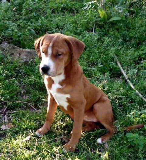 Holly, a Adoptable mixed breed in East Dundee , IL image 3/4