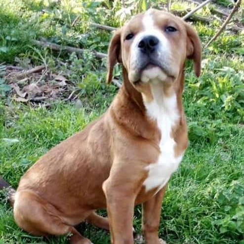 Holly, Adoptable, Young Female Labrador Retriever & Boxer.