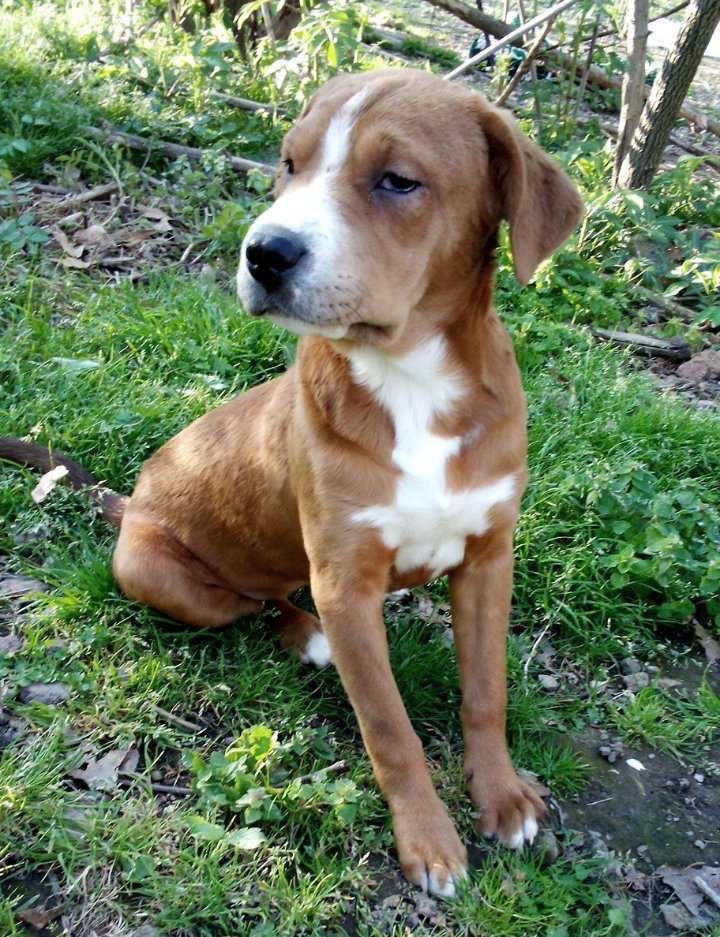 Holly, a Adoptable mixed breed in East Dundee , IL image 2/4