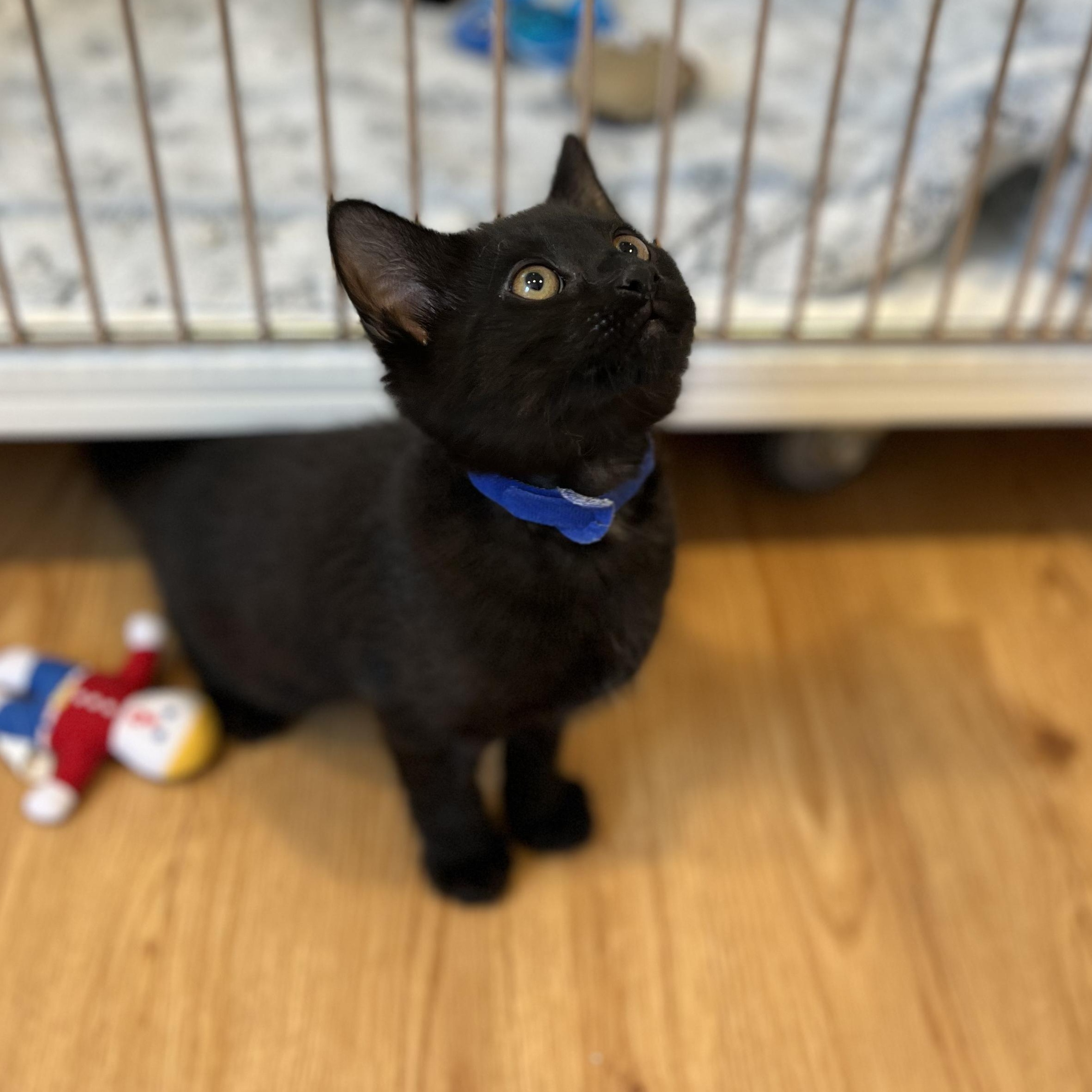 Enlarge Billiard, a ADOPTABLE American Shorthair in Hull, MA image 3/3