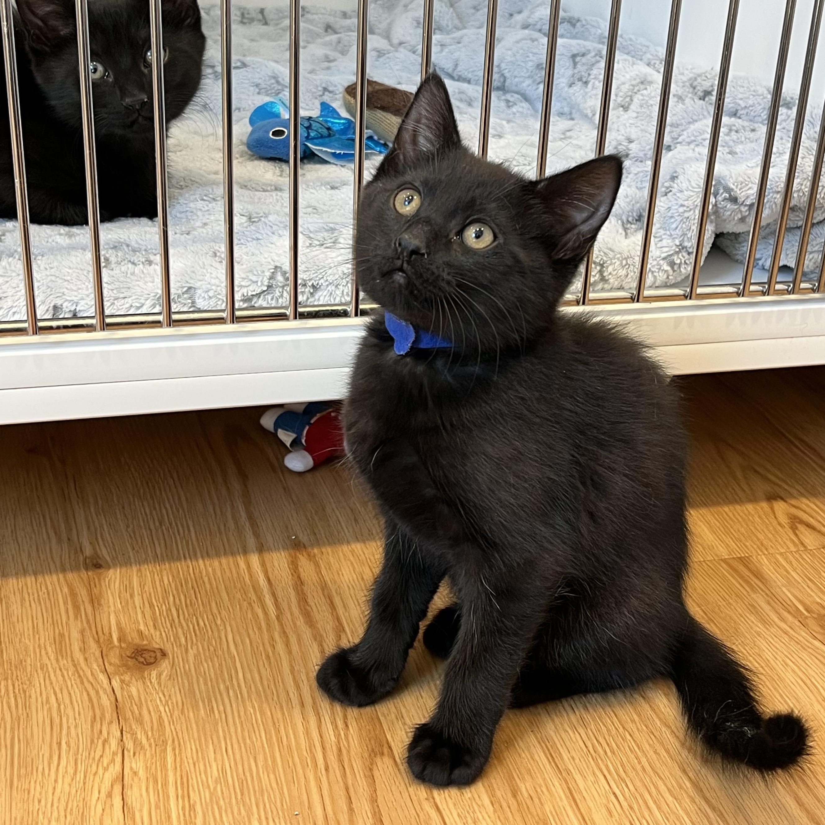 Enlarge Billiard, a ADOPTABLE American Shorthair in Hull, MA image 1/3