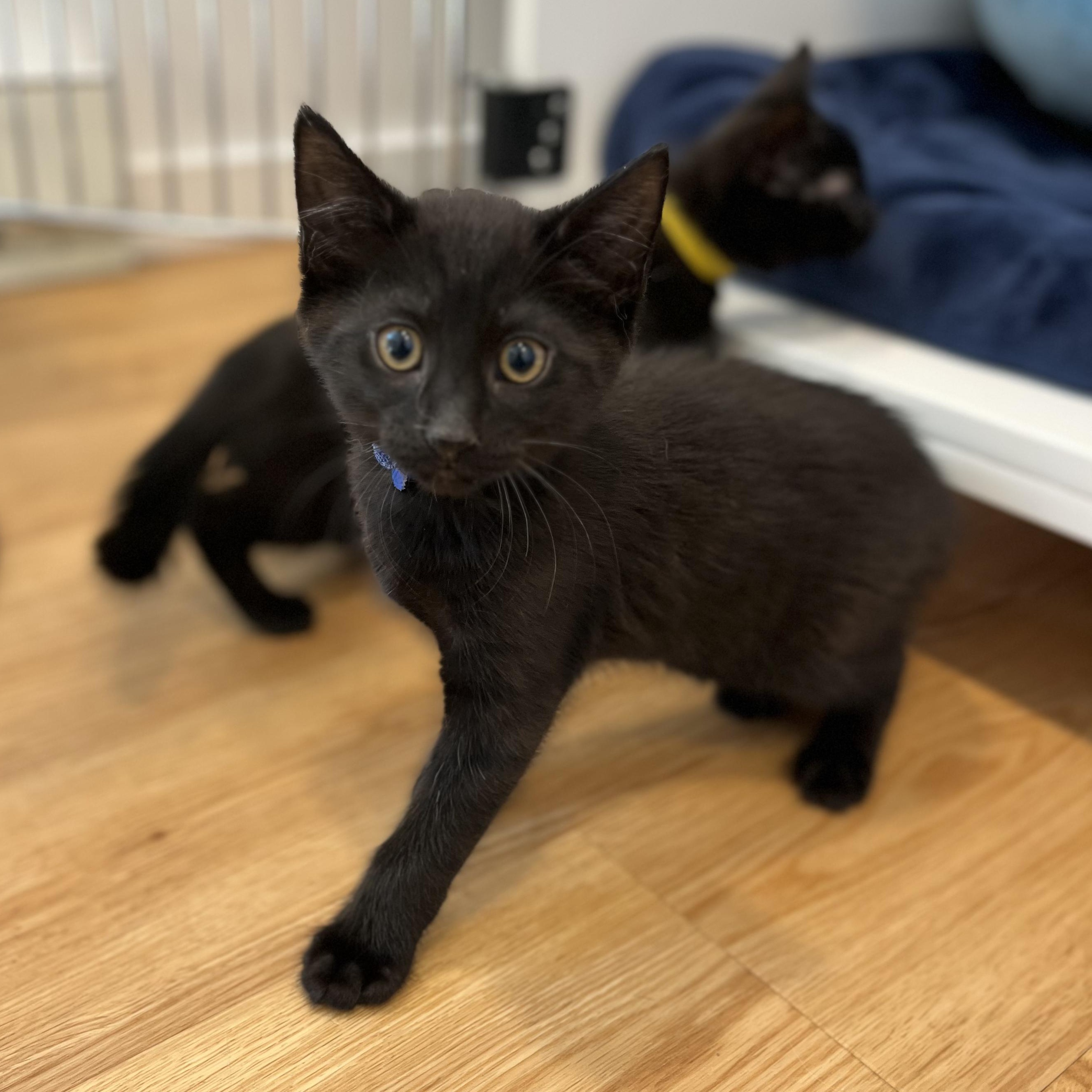 Enlarge Billiard, a ADOPTABLE American Shorthair in Hull, MA image 2/3