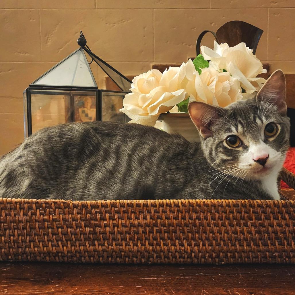 Camembert — thumbnail 2