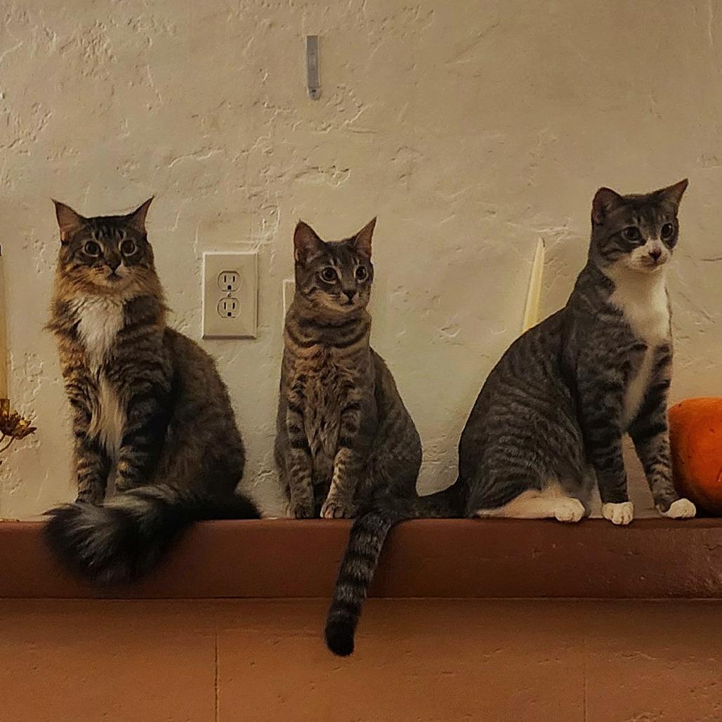 Camembert — thumbnail 3