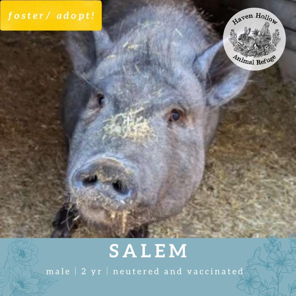 Salem, Adoptable, Adult Female Vietnamese Pot Bellied.