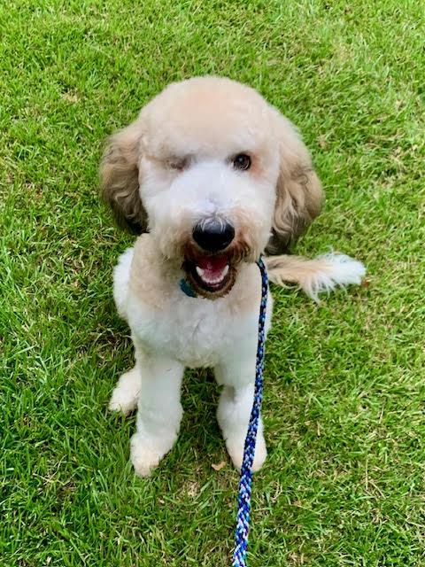 Leonard, an adoptable Goldendoodle in Richmond, VA, 23233 | Photo Image 2