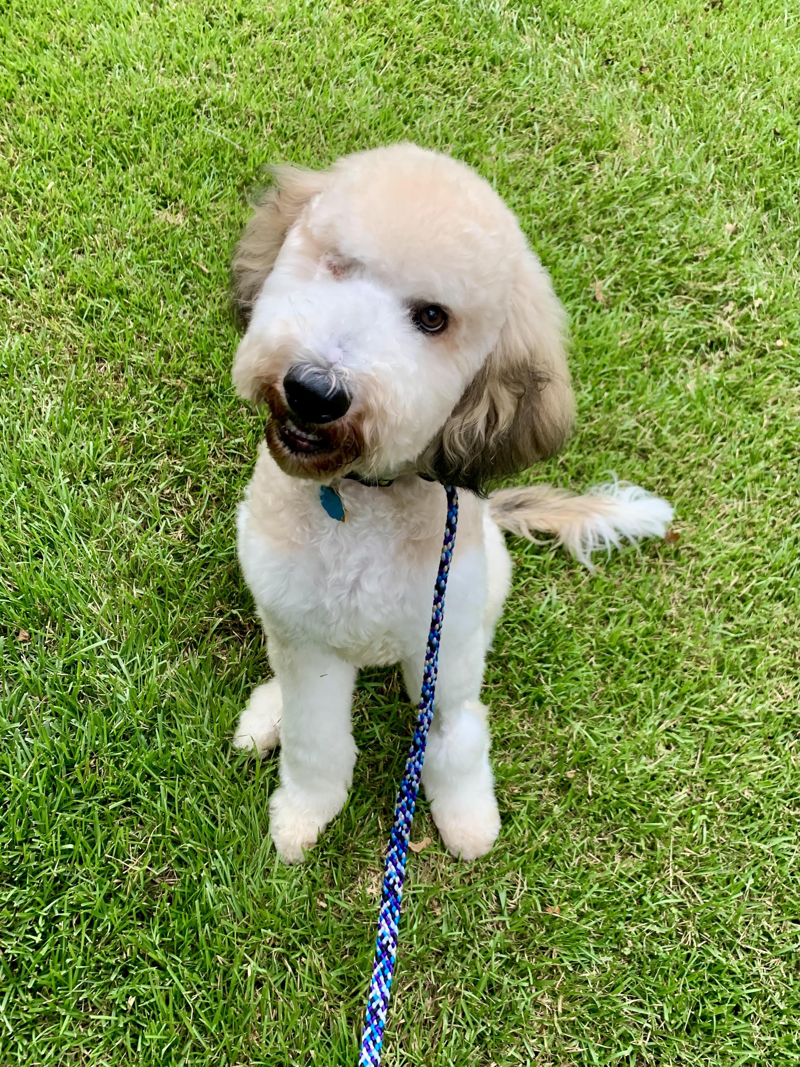 Leonard, an adoptable Goldendoodle in Richmond, VA, 23233 | Photo Image 3