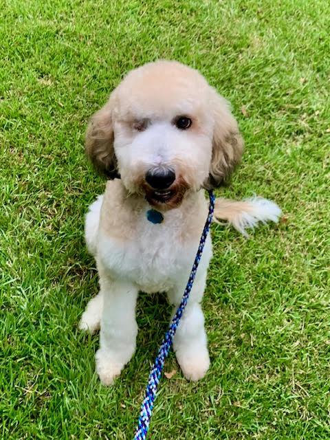 Leonard, an adoptable Goldendoodle in Richmond, VA, 23233 | Photo Image 1