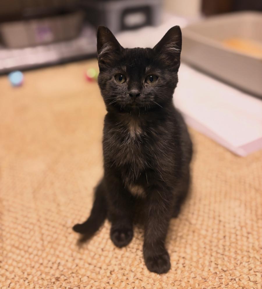 Tootsie Roll, ADOPTABLE, Kitten Female Domestic Short Hair.