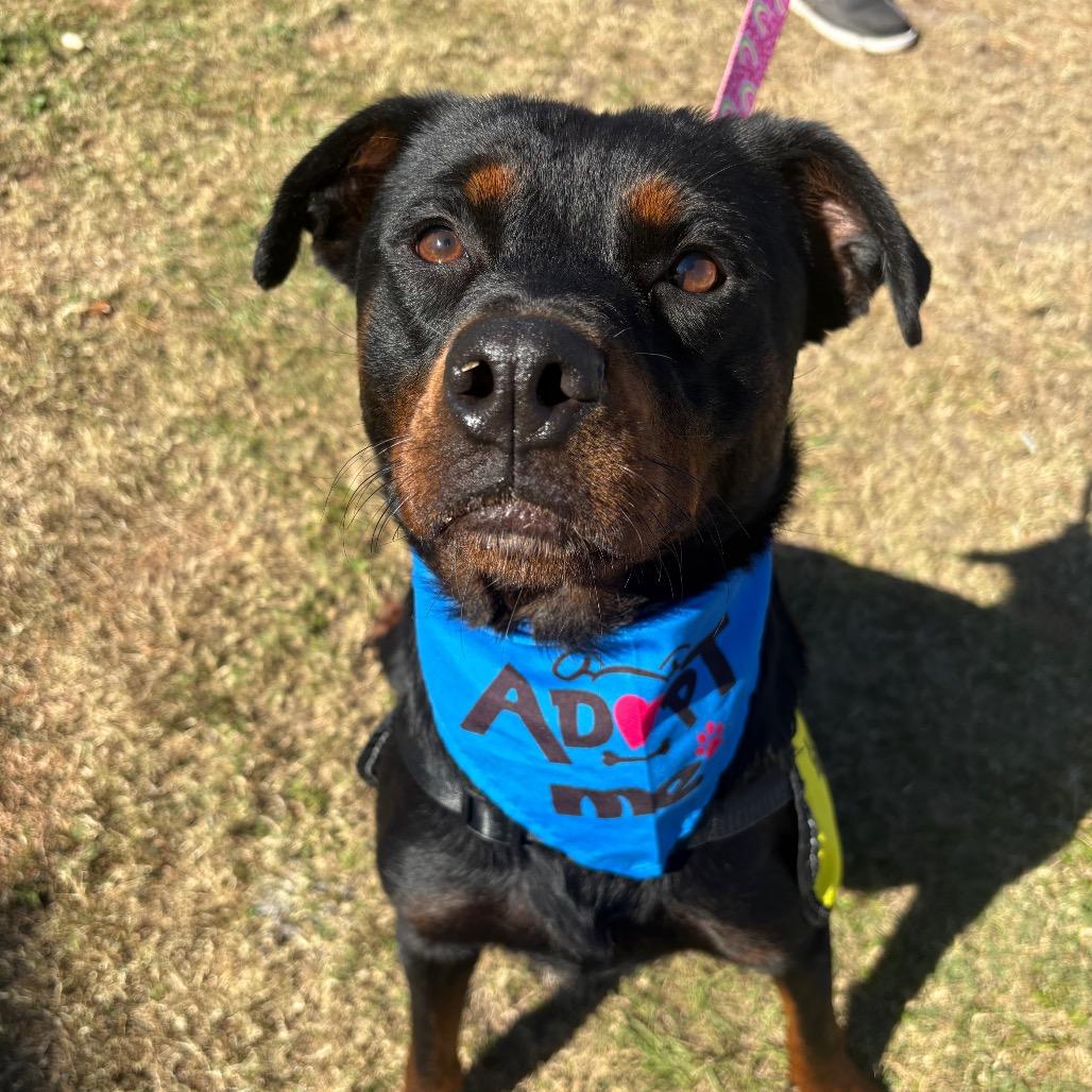 Enlarge Cora, a Adoptable mixed breed in Valdosta , GA image 1/6