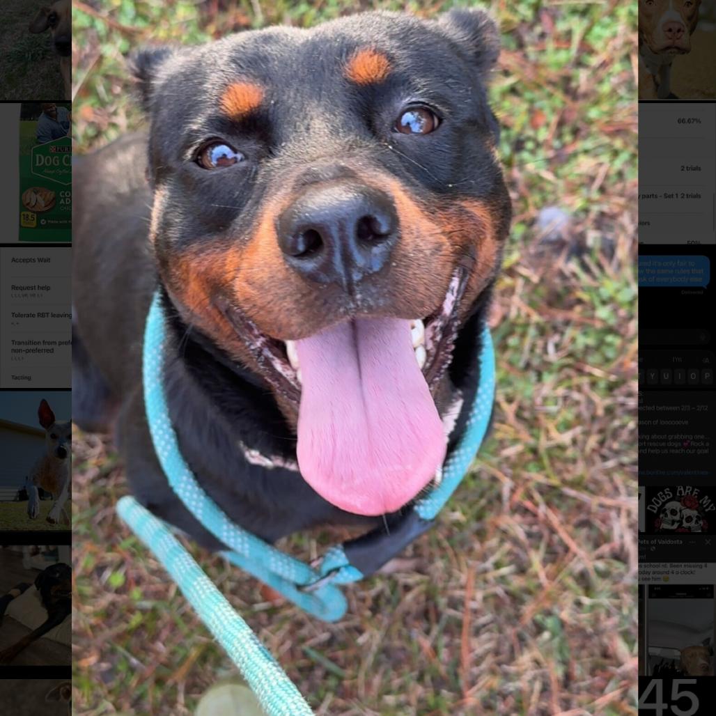 Enlarge Cora, a Adoptable mixed breed in Valdosta , GA image 2/6