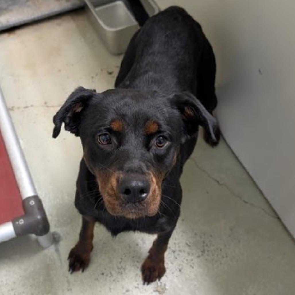 Enlarge Cora, a Adoptable mixed breed in Valdosta , GA image 5/6