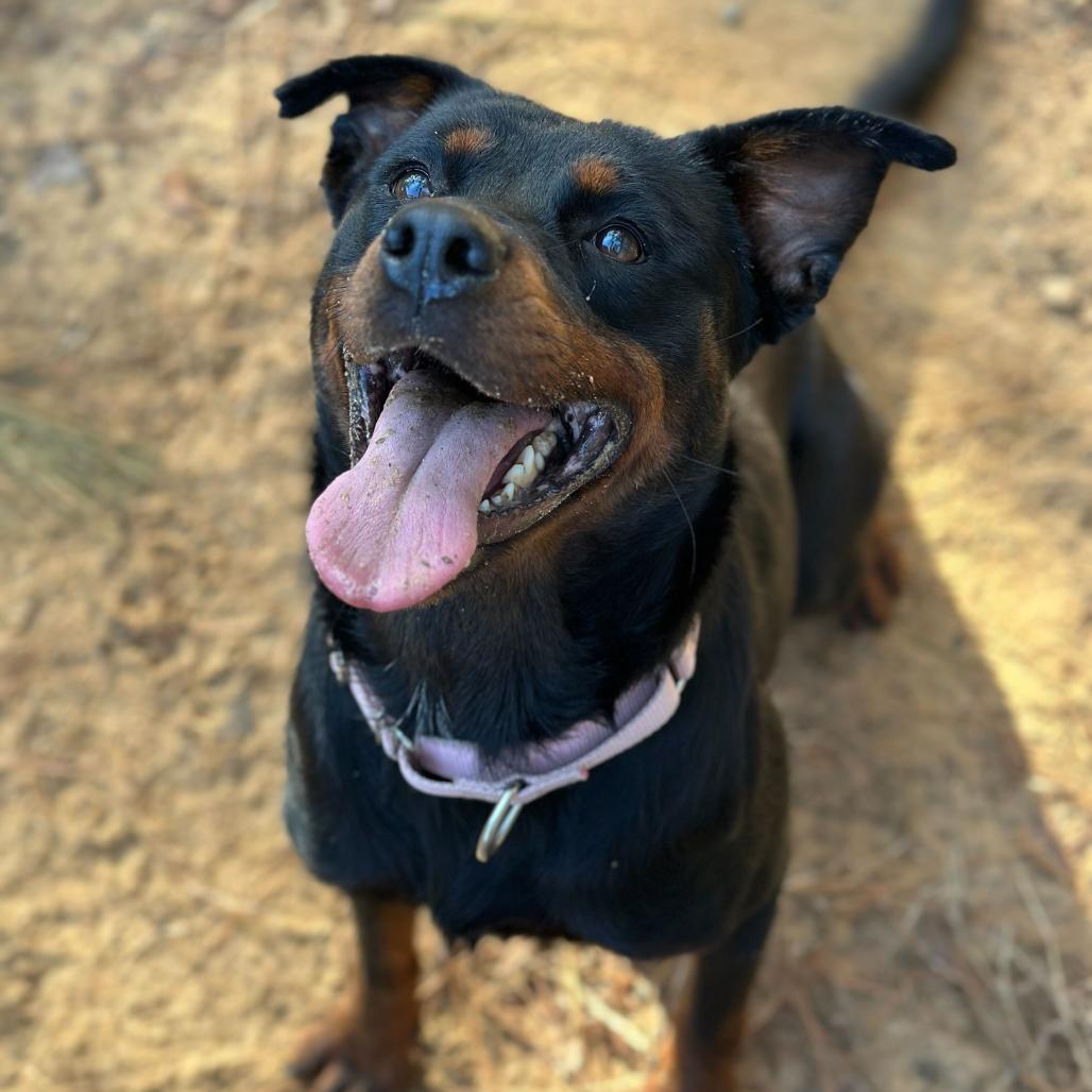 Enlarge Cora, a Adoptable mixed breed in Valdosta , GA image 6/6