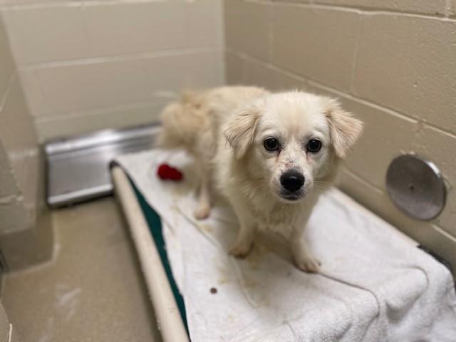 Maggie Mae, an adoptable Cocker Spaniel, Spitz in Greenville, SC, 29605 | Photo Image 2