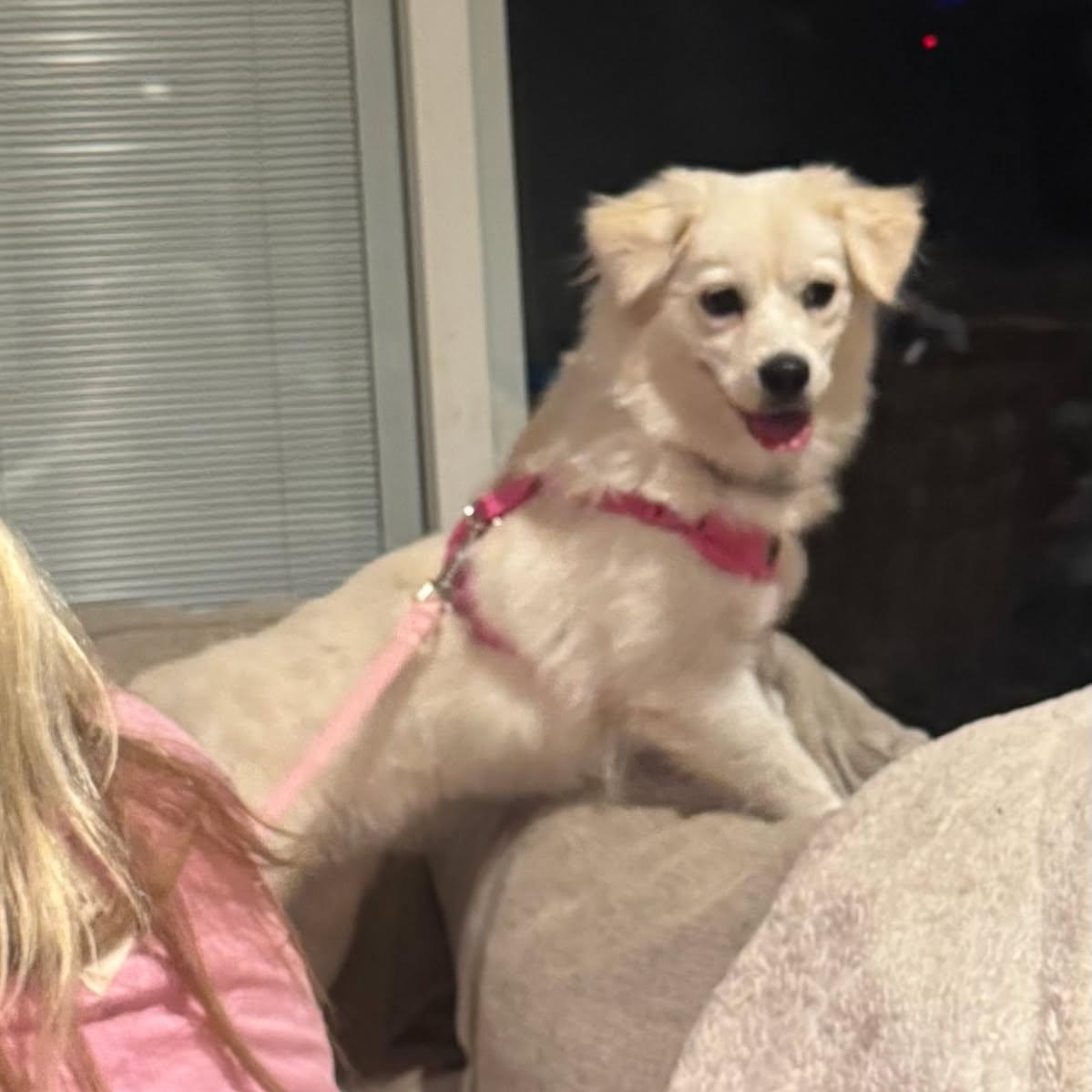 Maggie Mae, an adoptable Cocker Spaniel, Spitz in Greenville, SC, 29605 | Photo Image 1