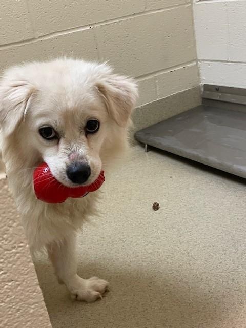 Maggie Mae, an adoptable Cocker Spaniel, Spitz in Greenville, SC, 29605 | Photo Image 3
