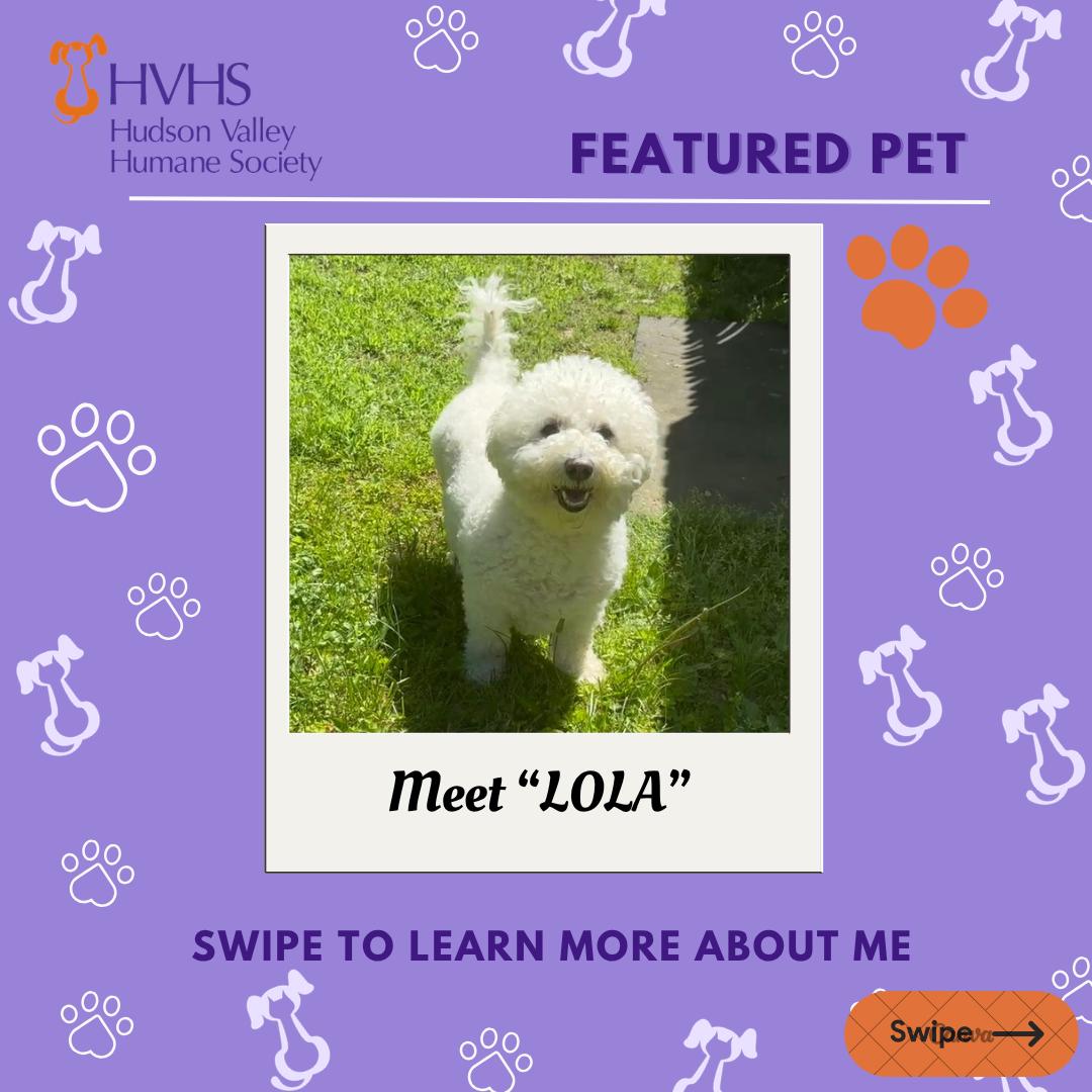 LOLA, adopted, Adult Female Bichon Frise.